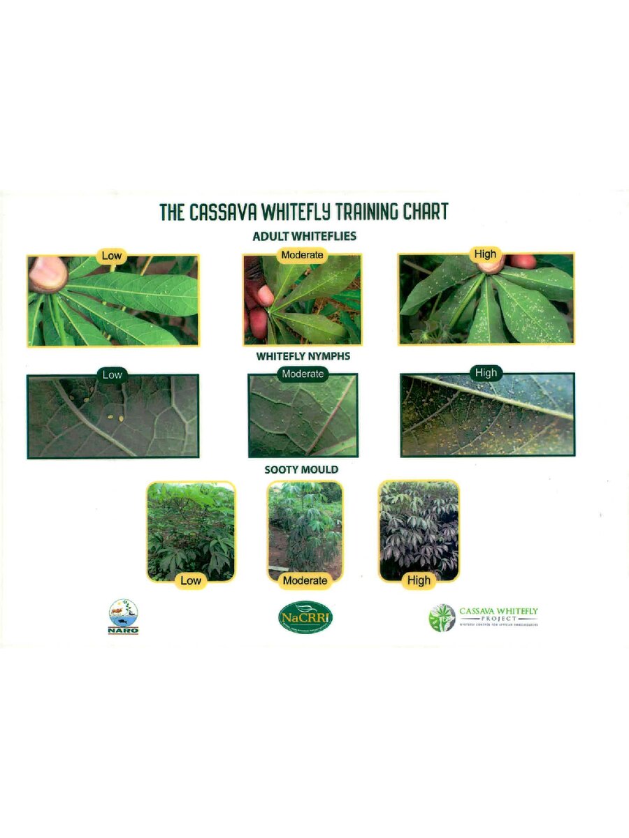 First page of The Cassava Whitefly Training Chart: Adult Whiteflies