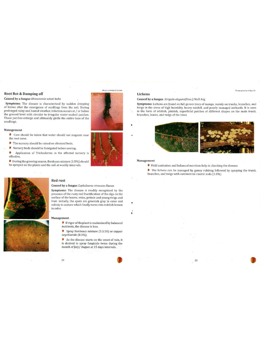 First page of Mango Manual: Production, Identification of Major Diseases, Insect Pests and Nutrient Deficiencies.