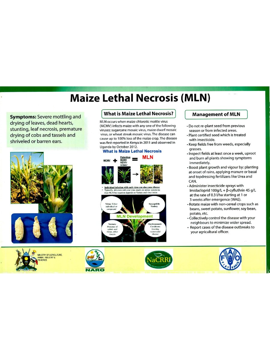 First page of Maize Lethal Necrosis (MLN)