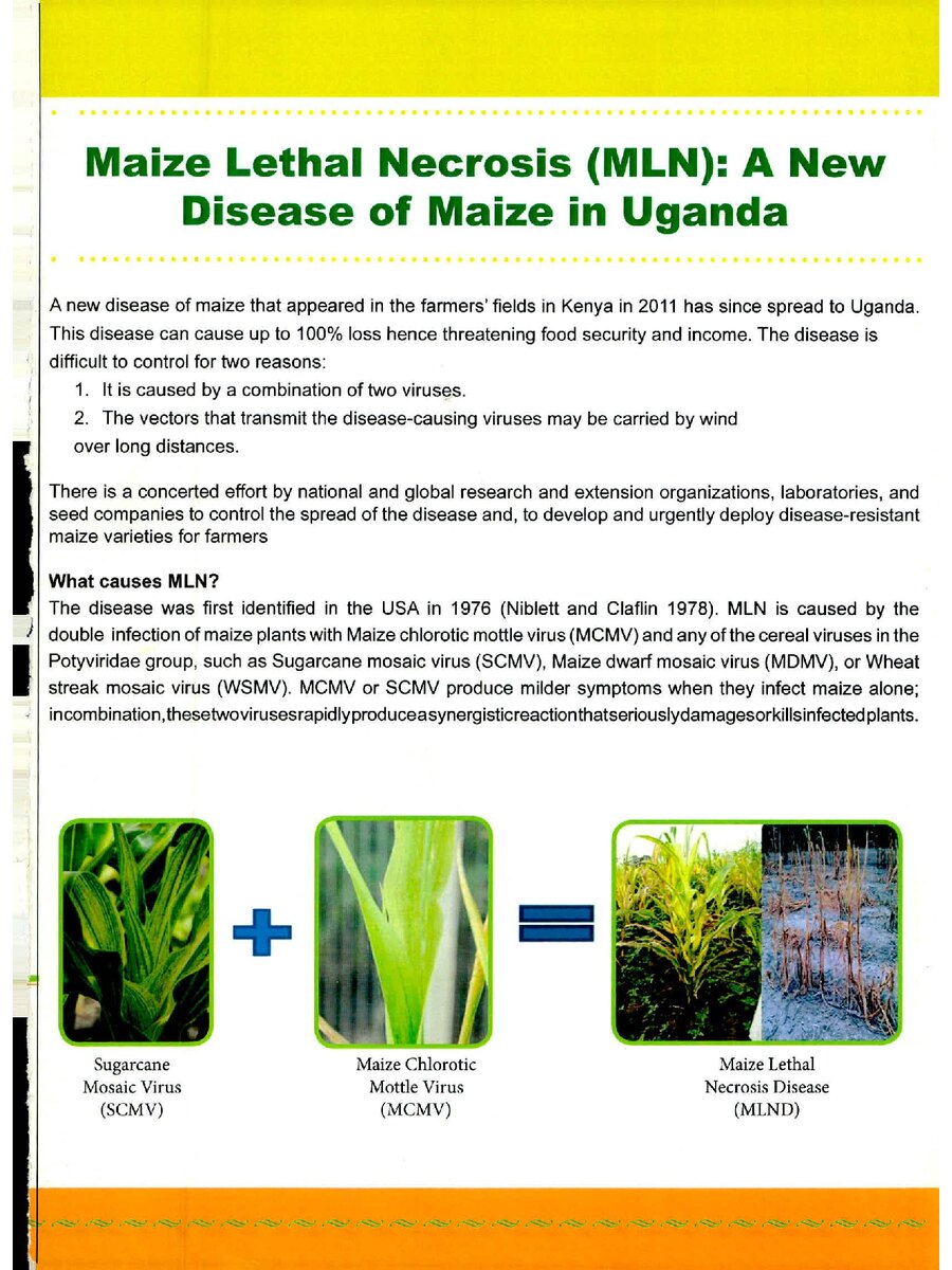 First page of Maize Lethal Necrosis (MLN): A New Disease of Maize in Uganda