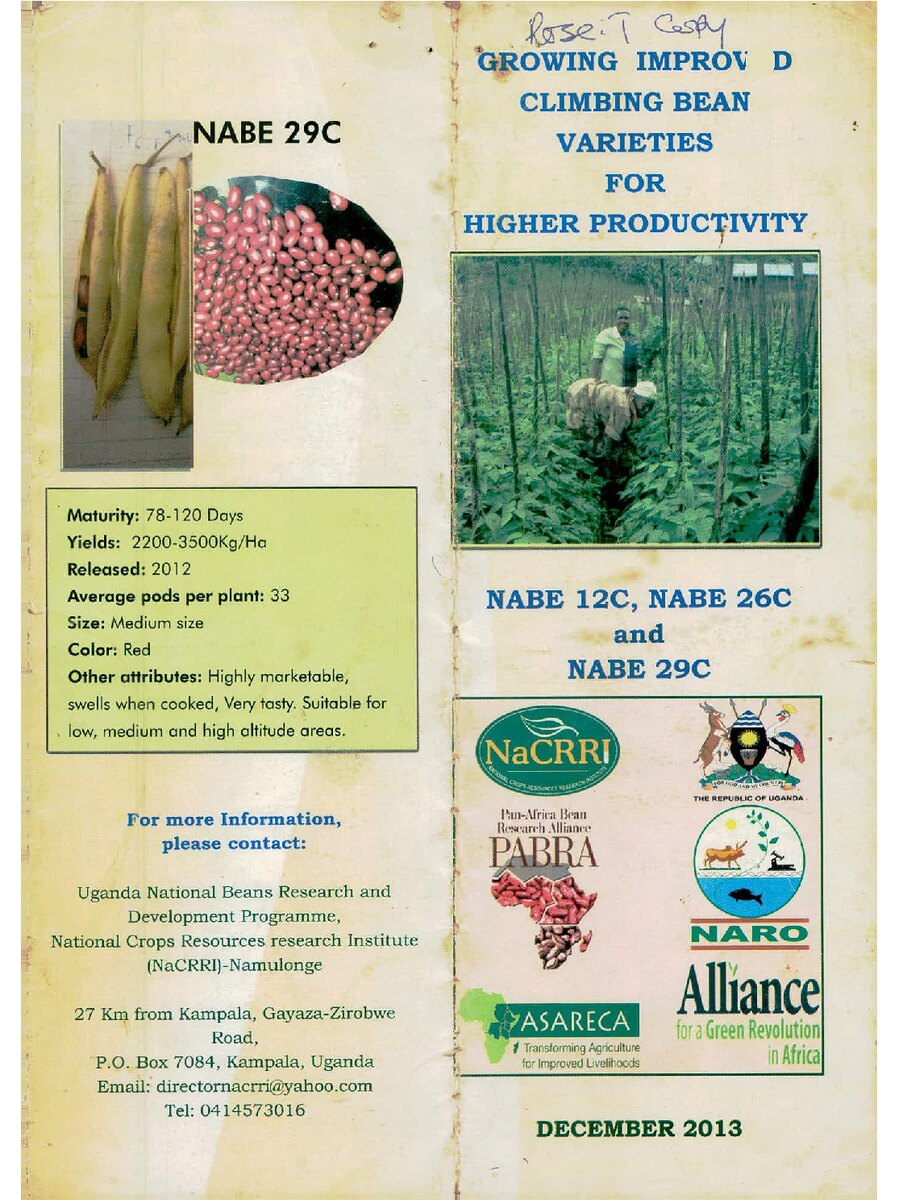 First page of Growing Improved Climbing Bean  Varieties  for  Higher Productivity