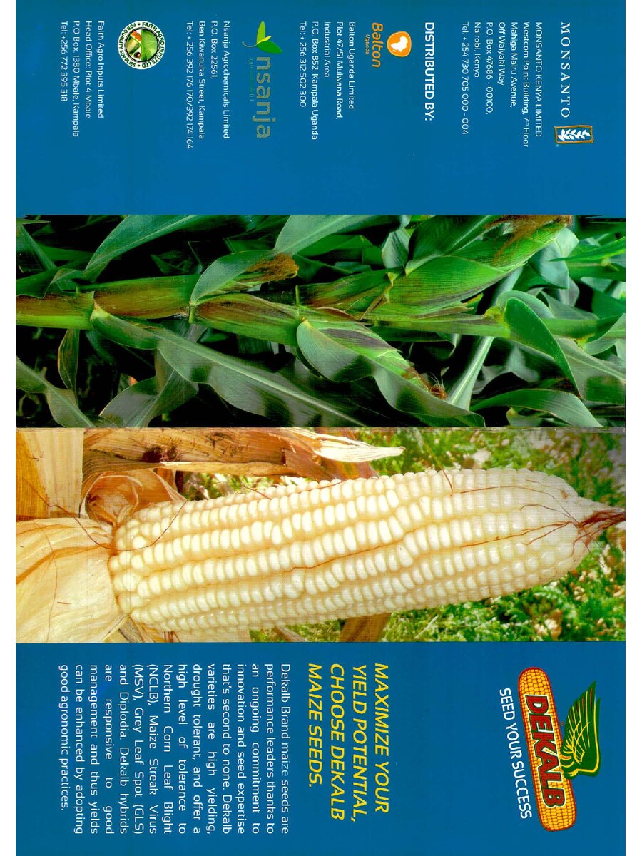 First page of Maximize your Yield Potential Choose Dekalb Maize Seeds