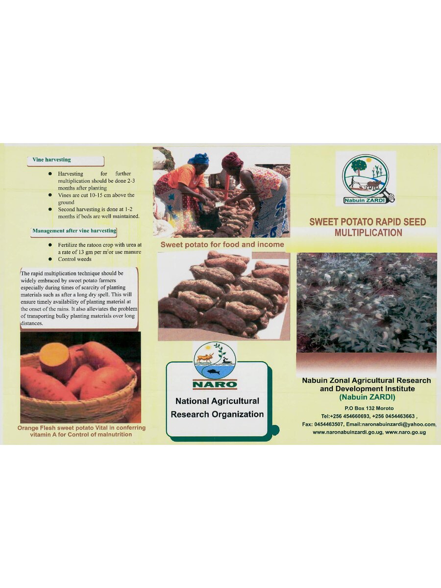 First page of Sweet Potato Rapid Seed Multiplication