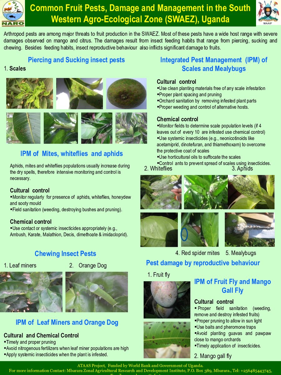 First page of Common Fruit Pests, Damage and Management in the South Western Agro-Ecological Zone (SWAEZ), Uganda