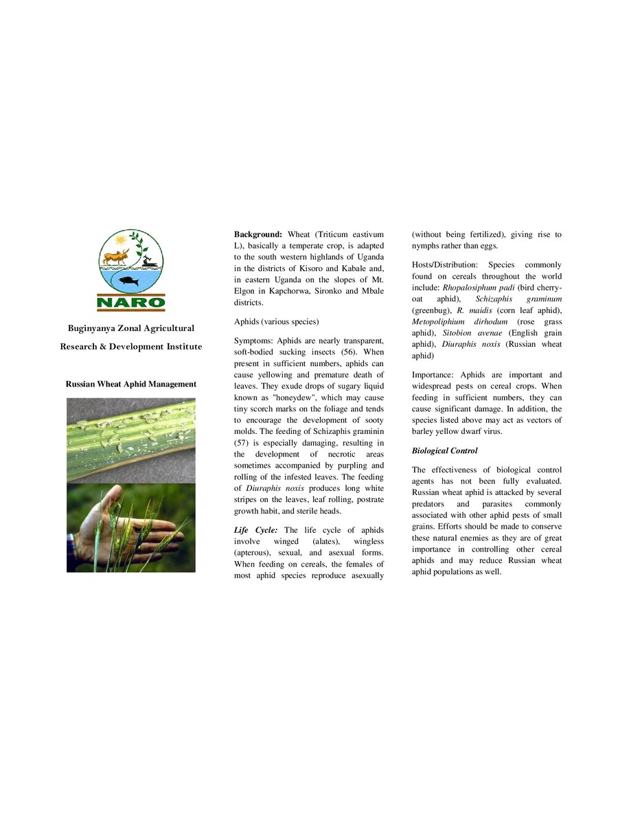 First page of Russian Wheat Aphid Management