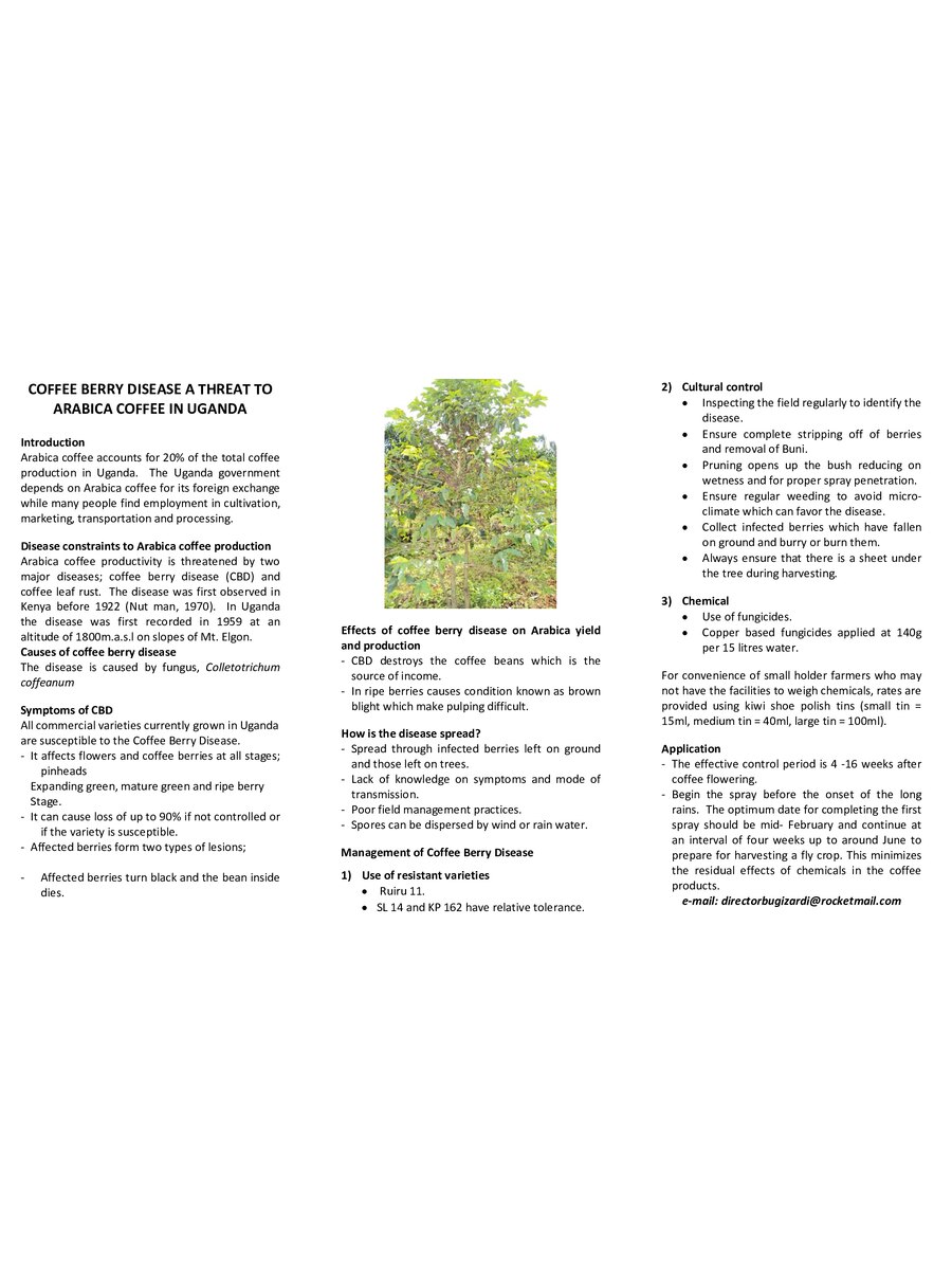 First page of Coffee Berry Disease a Threat To Arabica Coffee In Uganda