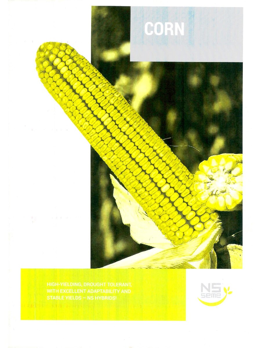 First page of High-Yielding,Drought Tolerant with Excellent Adaptability and Stable Yields