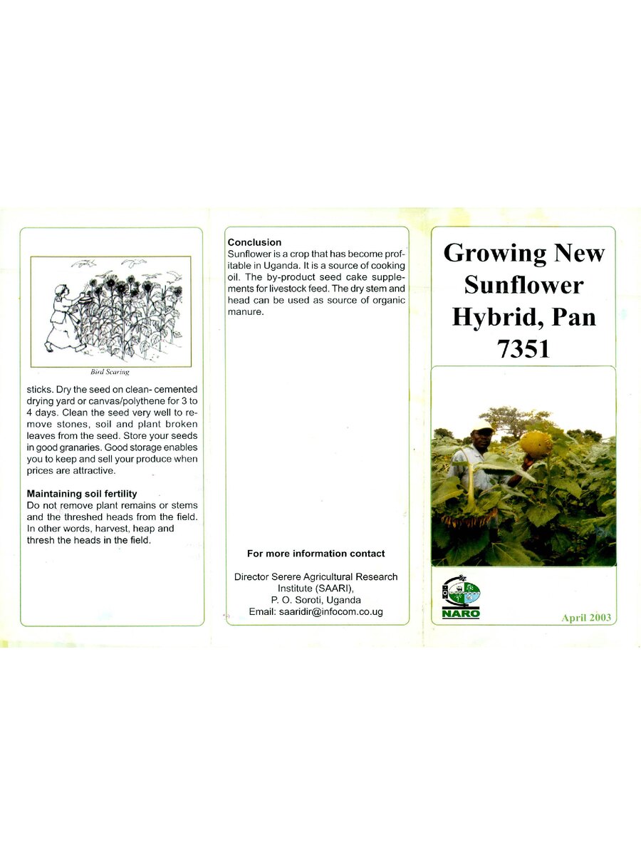 First page of Growing New Sunflower Hybrid, Pan 7351