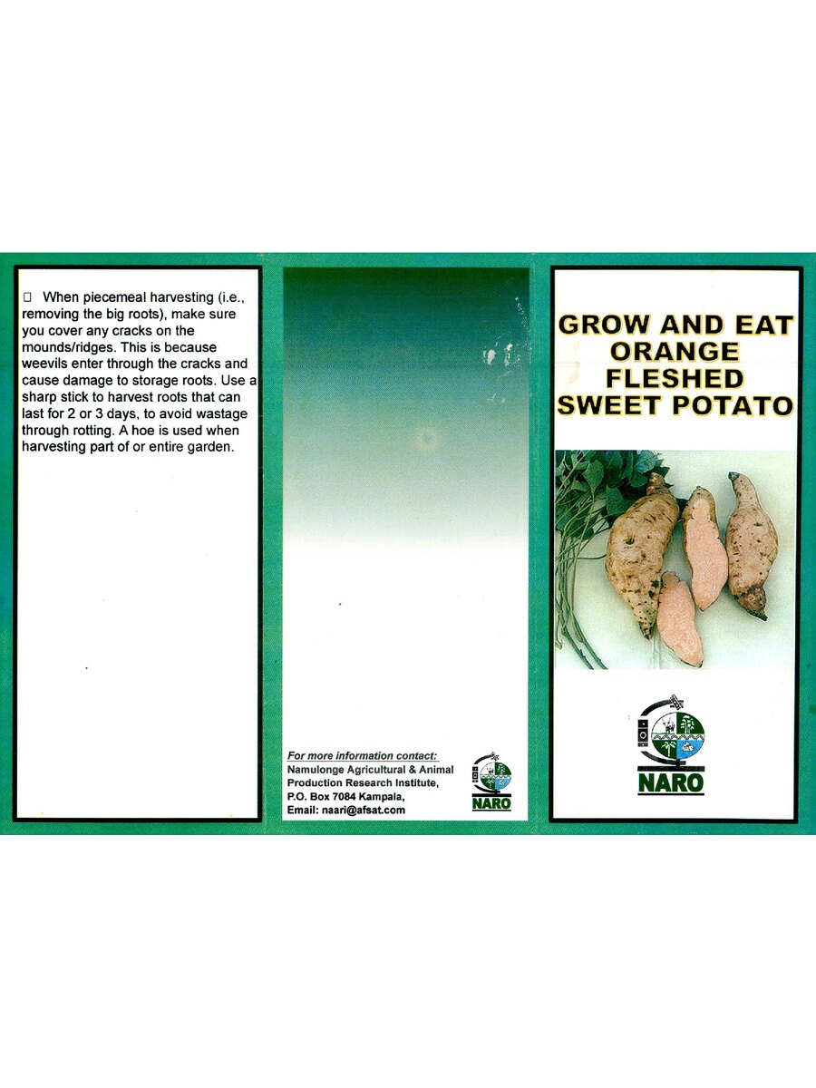 First page of Grow and Eat Orange Fleshed Sweet Potato