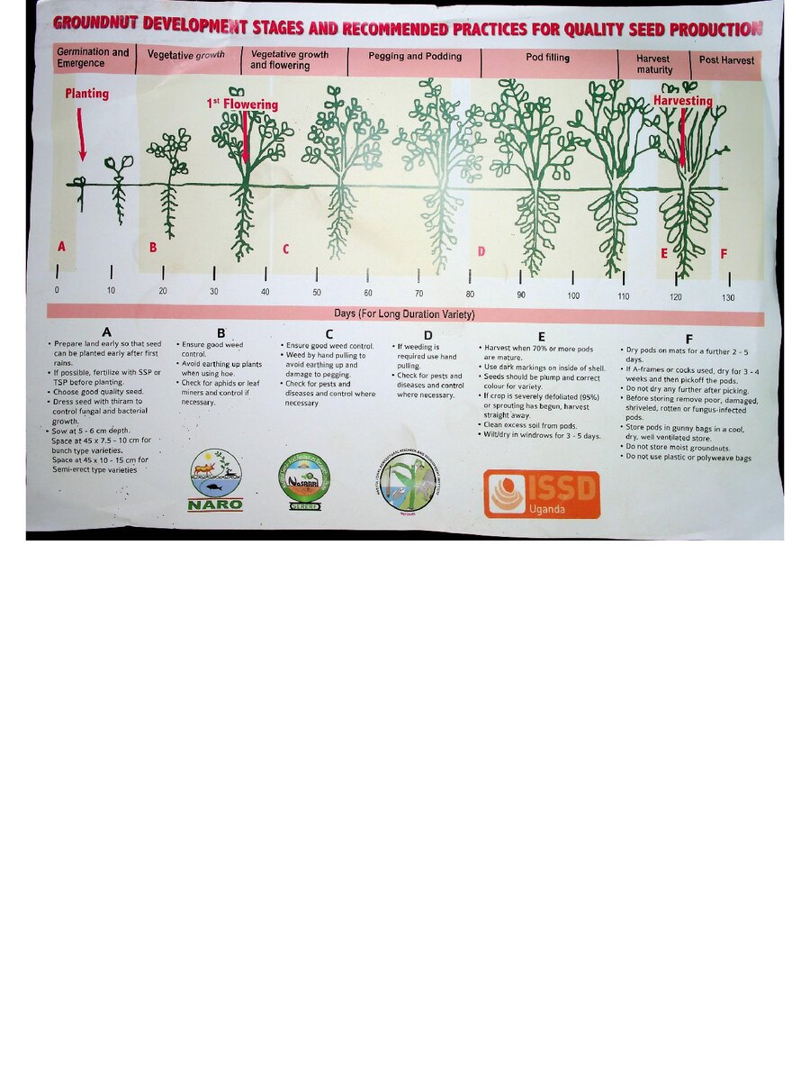 First page of Groundnut Development Stages and Recommended Practices for Quality Seed Production