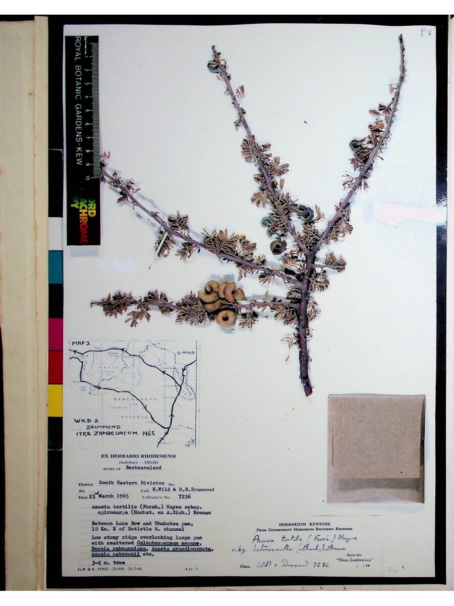 First page of The Variation, Distribution and Utilisation of Acacia Tortilis (FORSK)