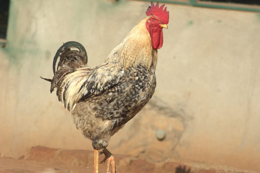 NARO Kuroiler Chicken