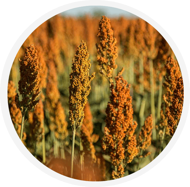NAROSORG 4 Sorghum