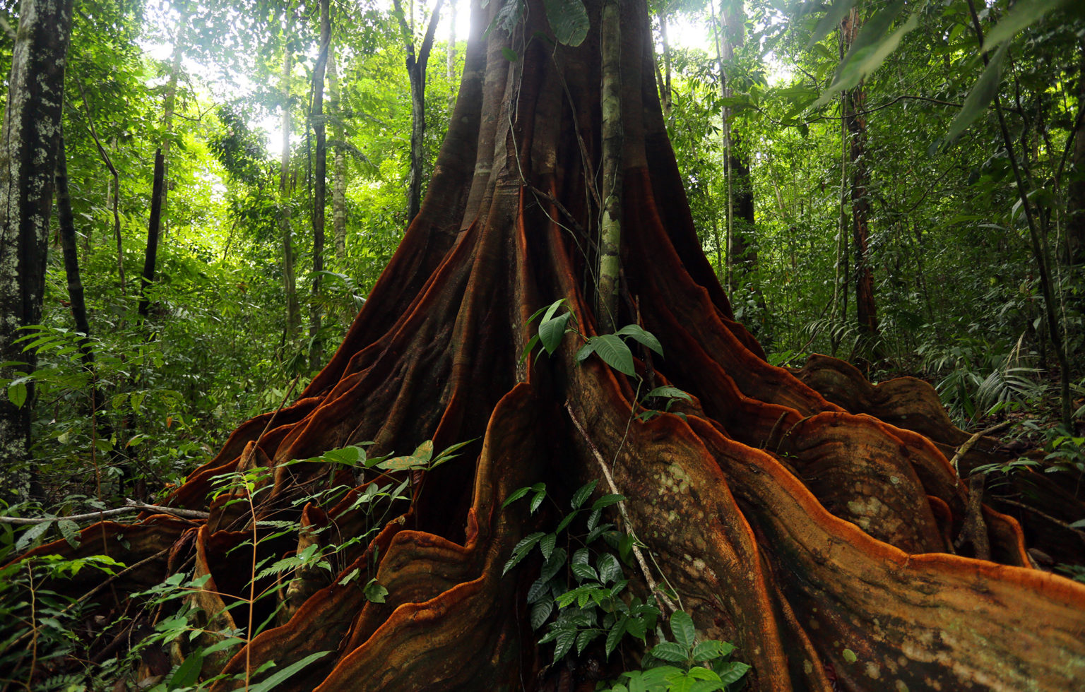 Clonal Eucalyptus Production Package