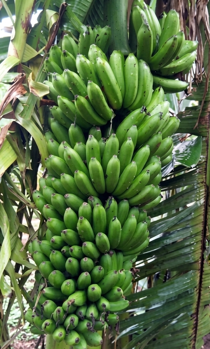 NAROBan 3
