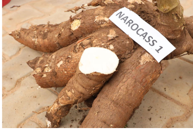 NAROCASS1