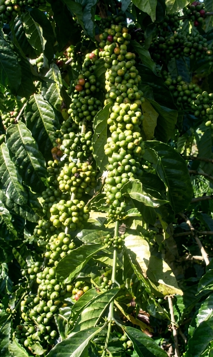 NARO Coffee 10