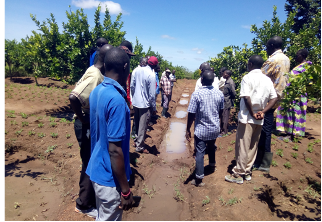 Trenches and basins for moisture conservation in citrus orchard